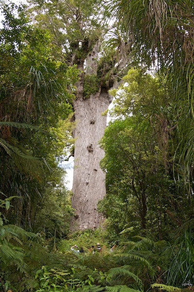 NewZealand 09 10  016